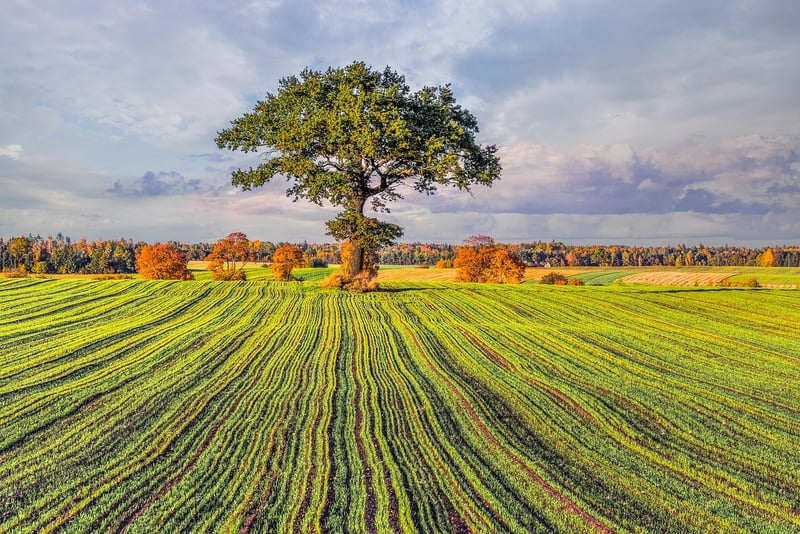 Tranquil Meadow